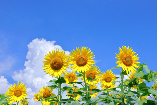 夏休み